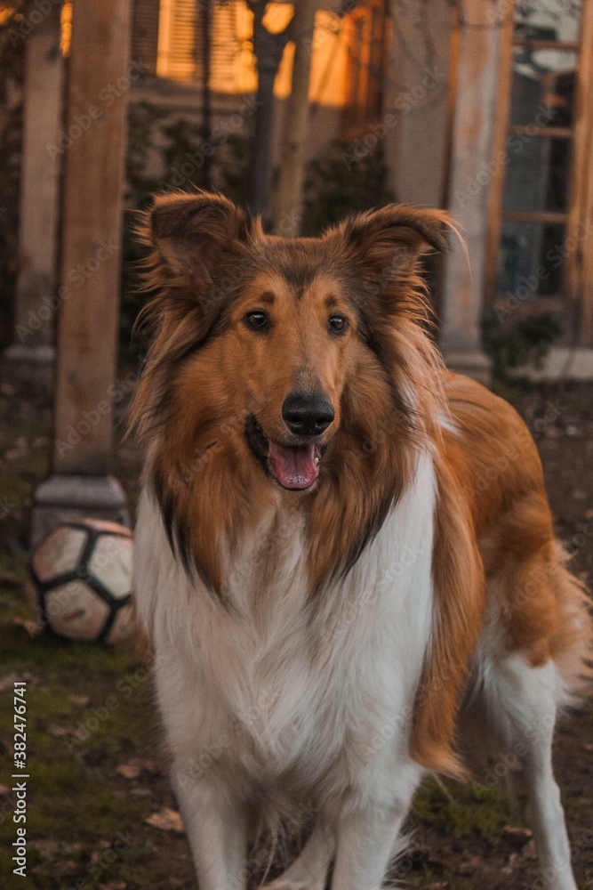 Collie in the yard beatiful Collie in the yard beatiful