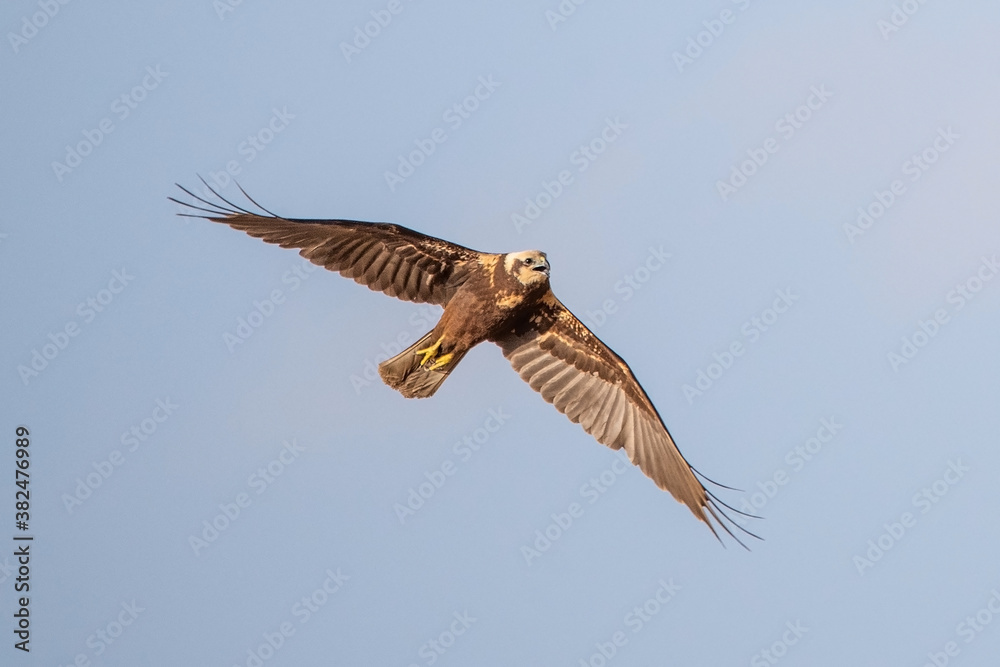 Obraz premium osprey in flight