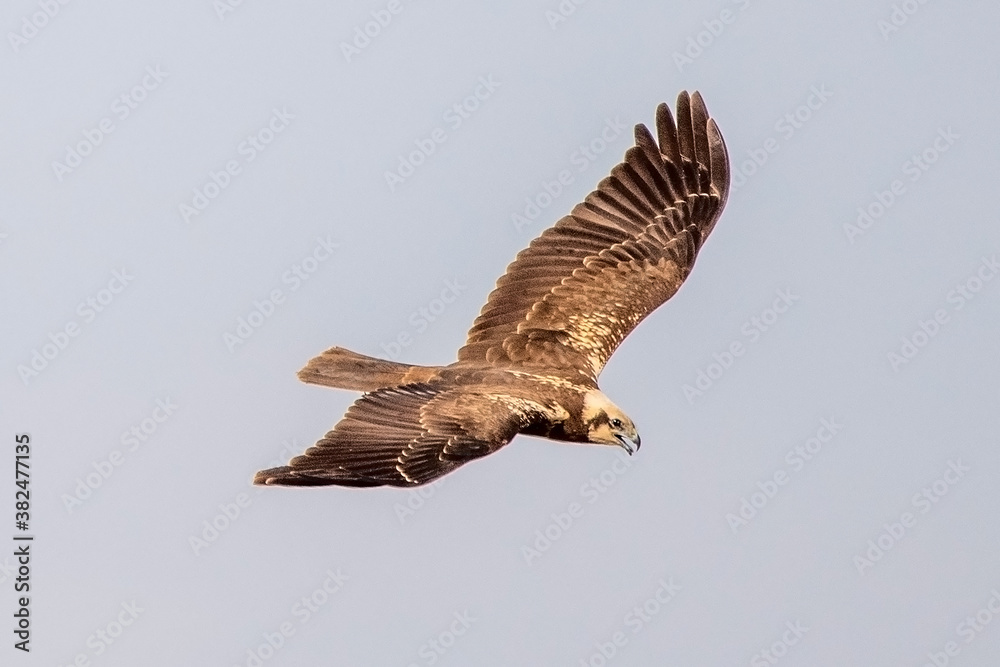 Fototapeta premium osprey in flight
