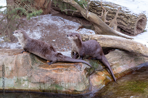 grown wild otter on a rock near the river in the park in winter