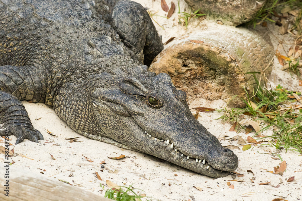 Obraz premium Portrait of an alligator. It is a large aquatic reptile that lives throughout the tropics in Africa, Asia, the Americas and Australia.