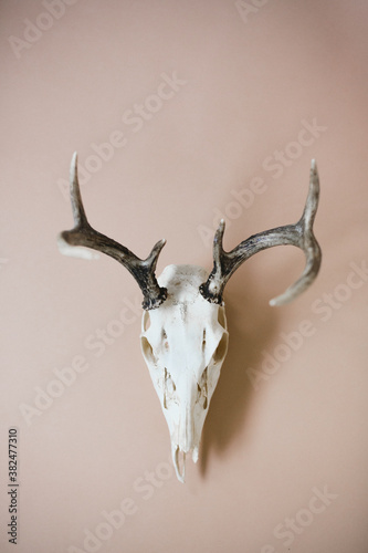 deer skull with antlers on light pastel background photo