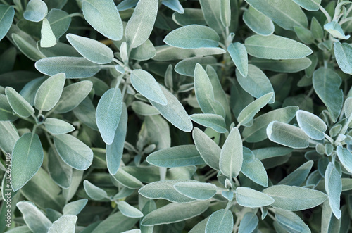 Common sage or salvia officinalis - perennial subshrub, used in medicinal and culinary. A macro image of aromatic sage growing outdoors, top view. photo