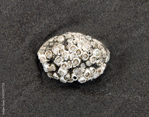 Seashells and sand dollars in the sand