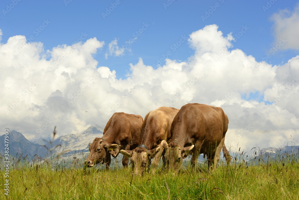 Schweizer Braunvieh auf der Almweide Schweizer Braunvieh auf der Almweide