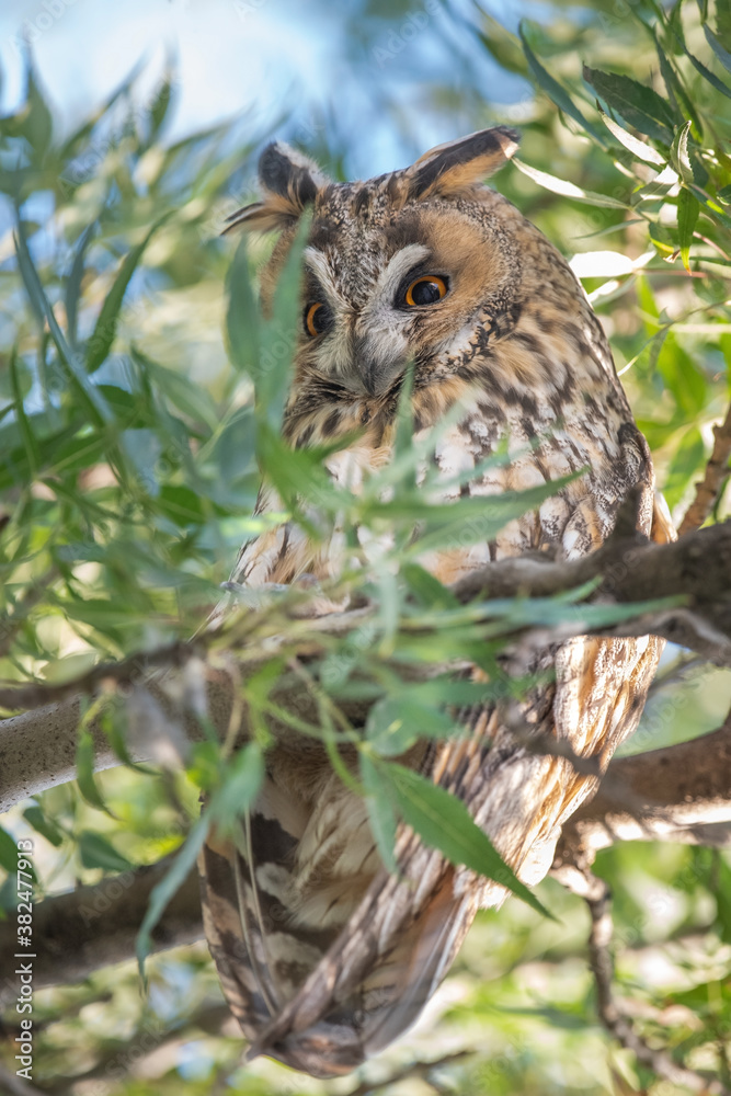 baby in a tree baby in a tree