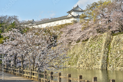 姫路城の櫓と桜 photo