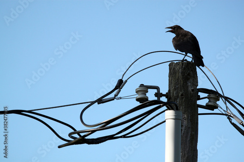 Black crow perch on top of power pole surrounded by multiple wires