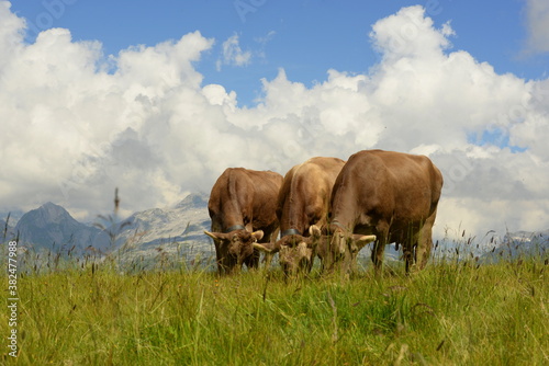 Schweizer Braunvieh auf der Almweide