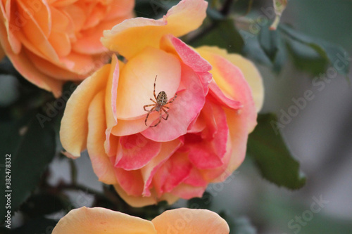 Peach and pink rose with spider on the petals