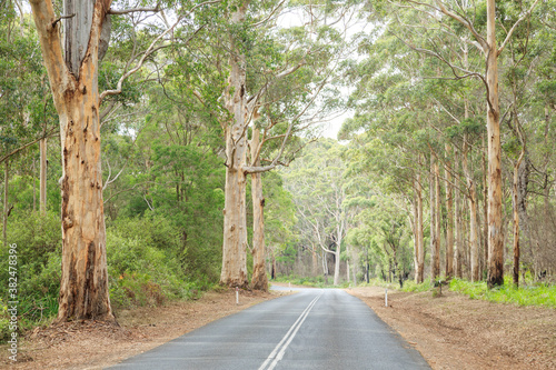 A road though the forest at Pemberton. Western Australia. photo