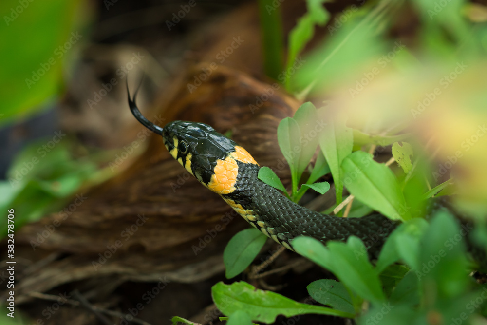 Obraz premium The grass snake (lat. Natrix natrix)