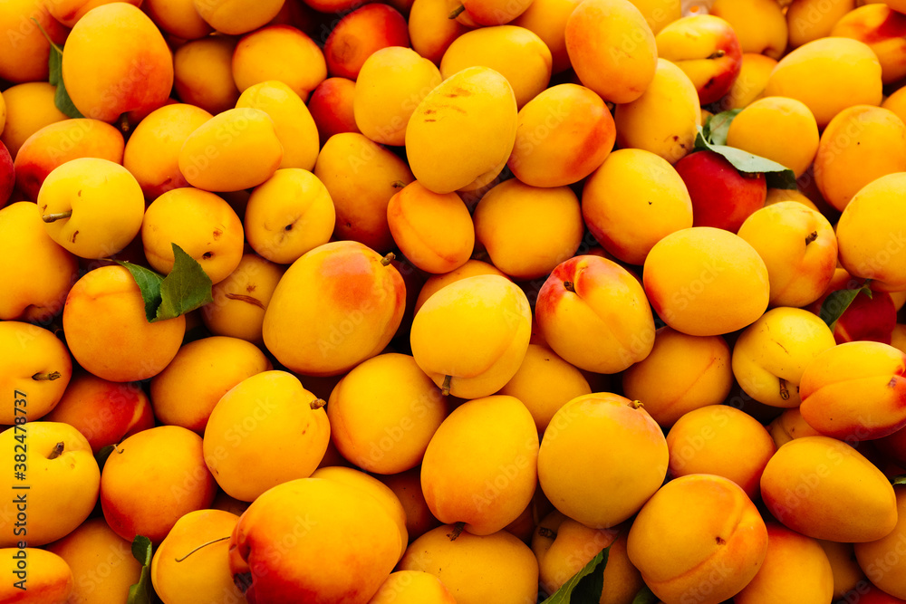 Apricots are in season at the farmer's market. Apricots are in season at the farmer's market.