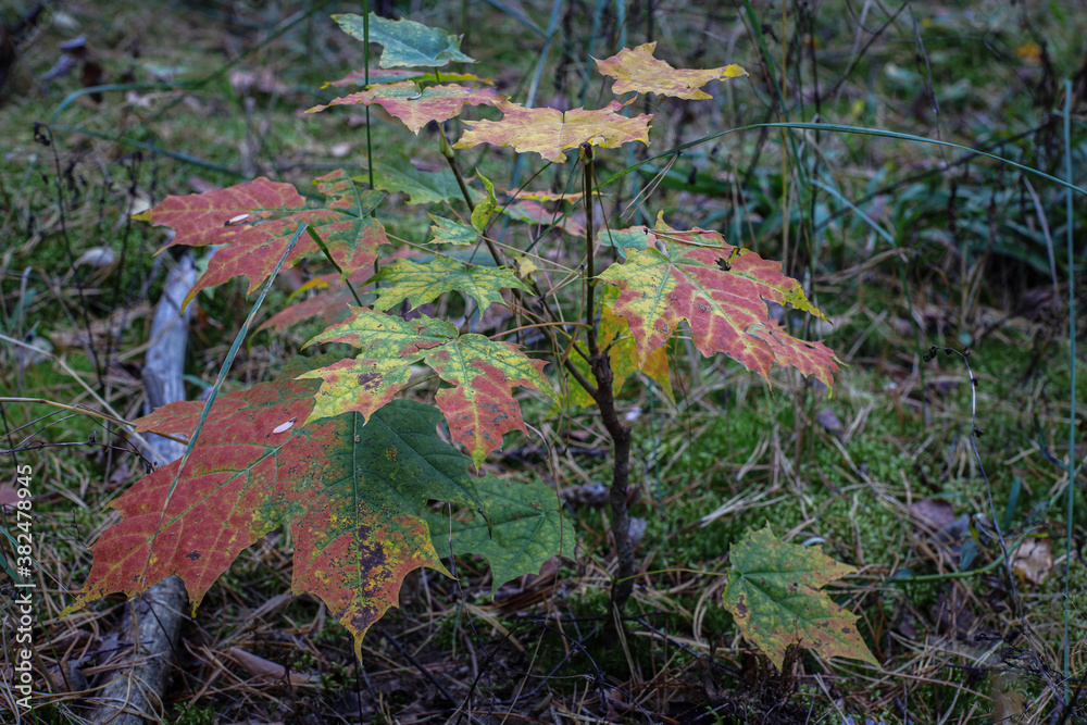 Young maple tree in autumn. Autumn maple small Young maple tree in autumn. Autumn maple small
