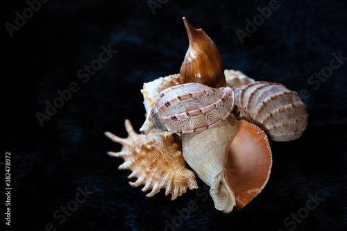 set of nautilus shells and with sharp thorns lies on a black background