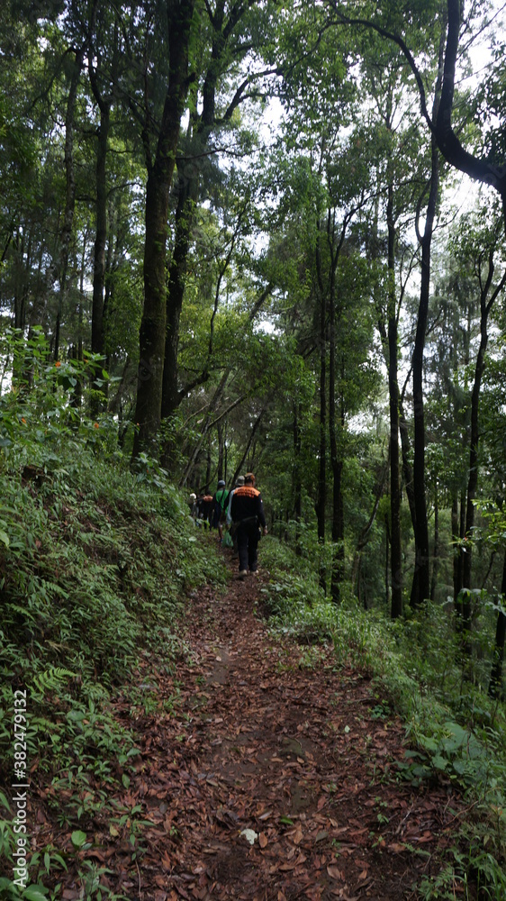 Fototapeta premium hiking in the woods