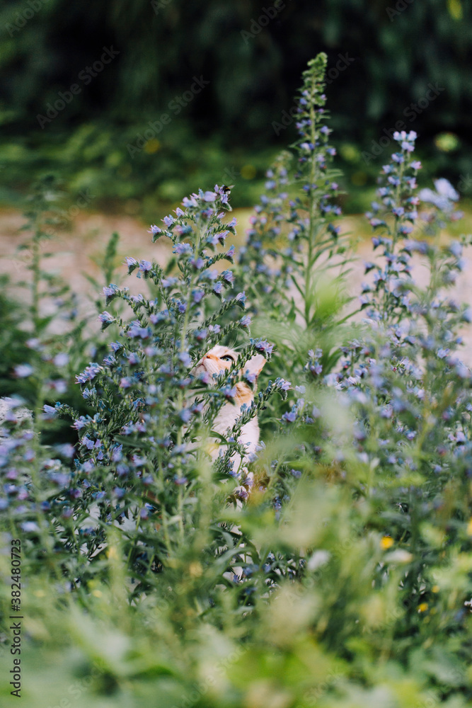 Cat stares at a bee while sitting amongst flowering shrubs Cat stares at a bee while sitting amongst flowering shrubs
