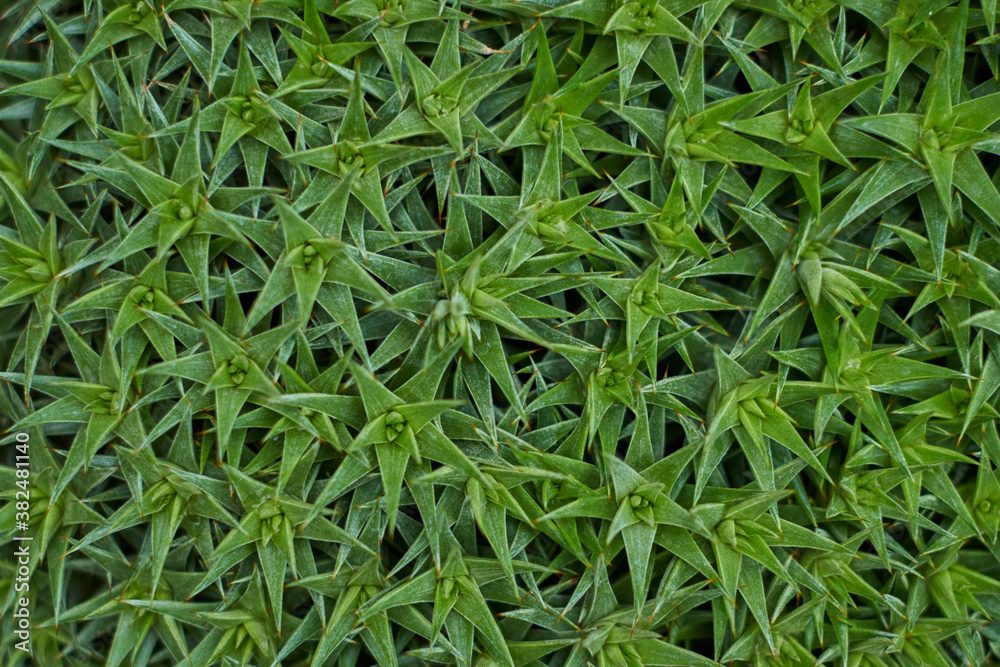 Leaves of green barbed plant Leaves of green barbed plant