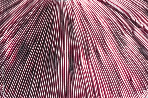 Fotografie, Obraz Close up of mushroom ridges, gills, sections
