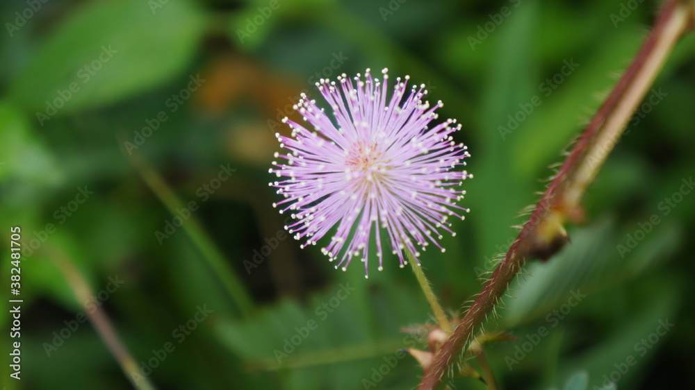 flower of a thistle