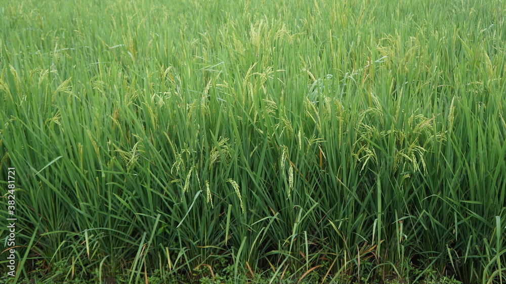yellowish green rice plants in the fields yellowish green rice plants in the fields