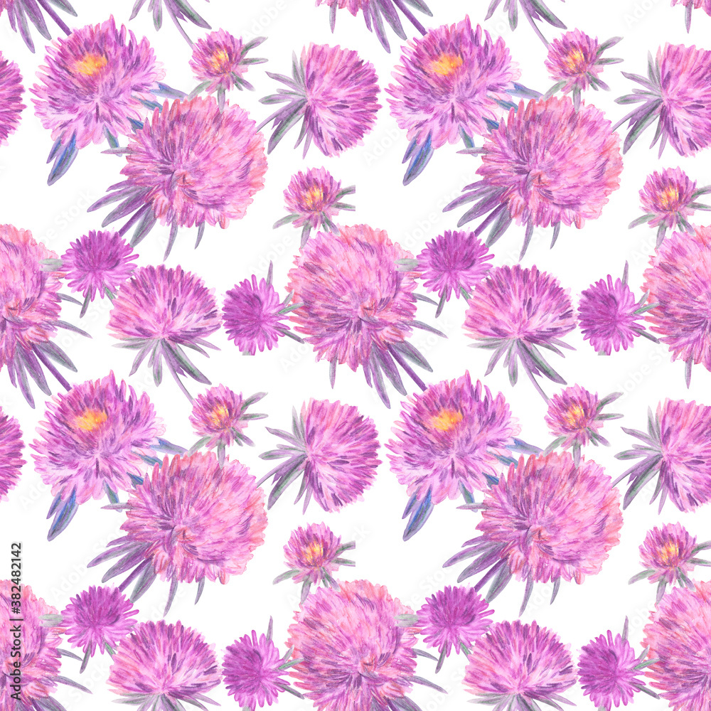 Seamless pattern with pink asters on a white background. Watercolor botanical illustration. 