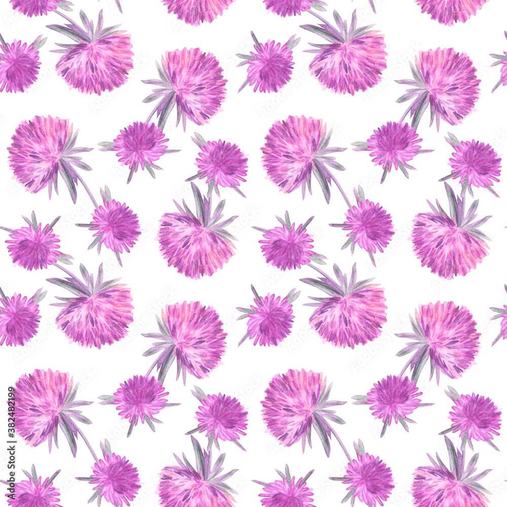 Beautiful seamless pattern with asters on a white isolated background. Watercolor botanical illustration. Great for fashion and stationery. Beautiful seamless pattern with asters on a white isolated background. Watercolor botanical illustration. Great for fashion and stationery.