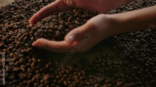 Coffee grains traditional expertise by checking texture, taste and scent by elegant hands. Collect in the palm of hands amount of arabica beans and threw it back. Jute sack warp. Slow motion
