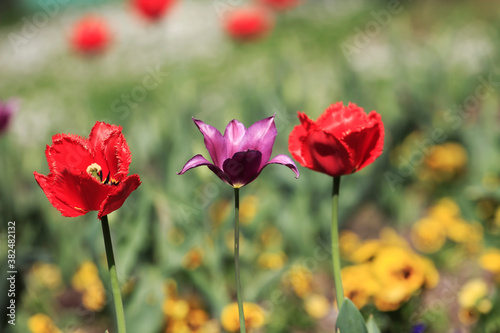 Tulips in the garden. Tulips in the spring.