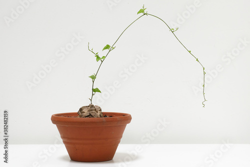 exotic plant on white table photo