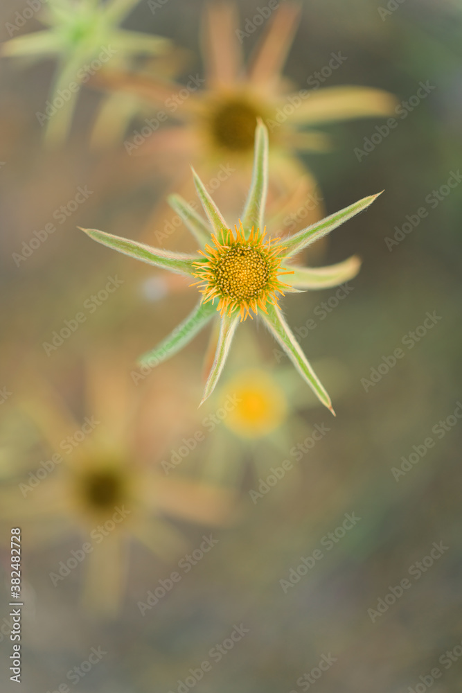 Macro shoot of yellow plants and flowers inside the forest. Macro shoot of yellow plants and flowers inside the forest.