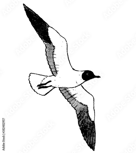 Mouette rieuse.