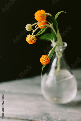 Buddleja Globosa photo