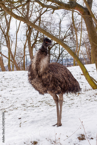 The brown emu is a species of runner and also the second largest non-flying bird in the world in the snow in the park photo