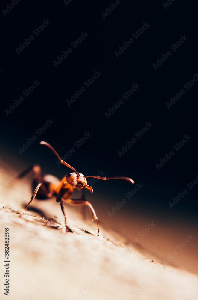 custom made wallpaper toronto digitalRed fire ant