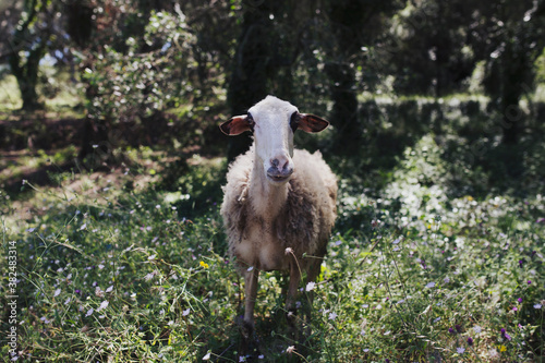 curious sheep