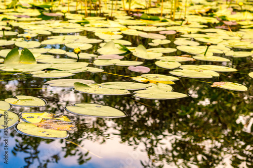 water lilies in the pond