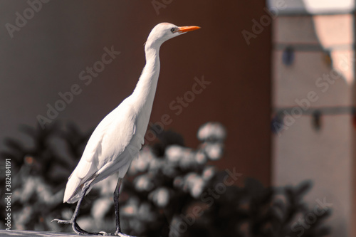 great white heron