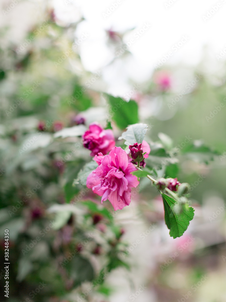 Purple Rose of Sharon Flowers Purple Rose of Sharon Flowers