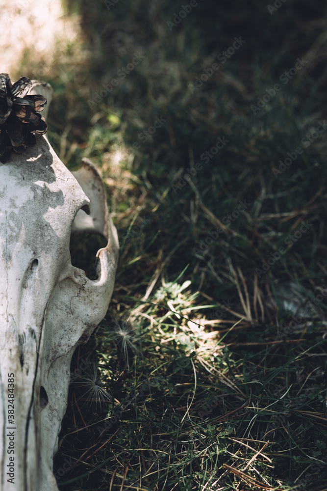 Still life of decorated skull Still life of decorated skull