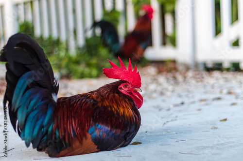 rooster