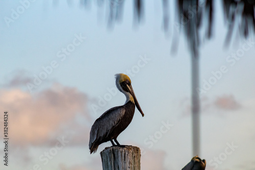 pelican in key west