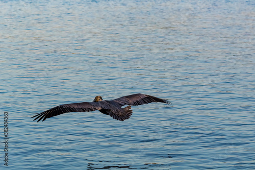pelican in key west