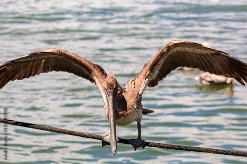 pelican in key west