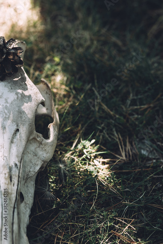 Still life of decorated skull