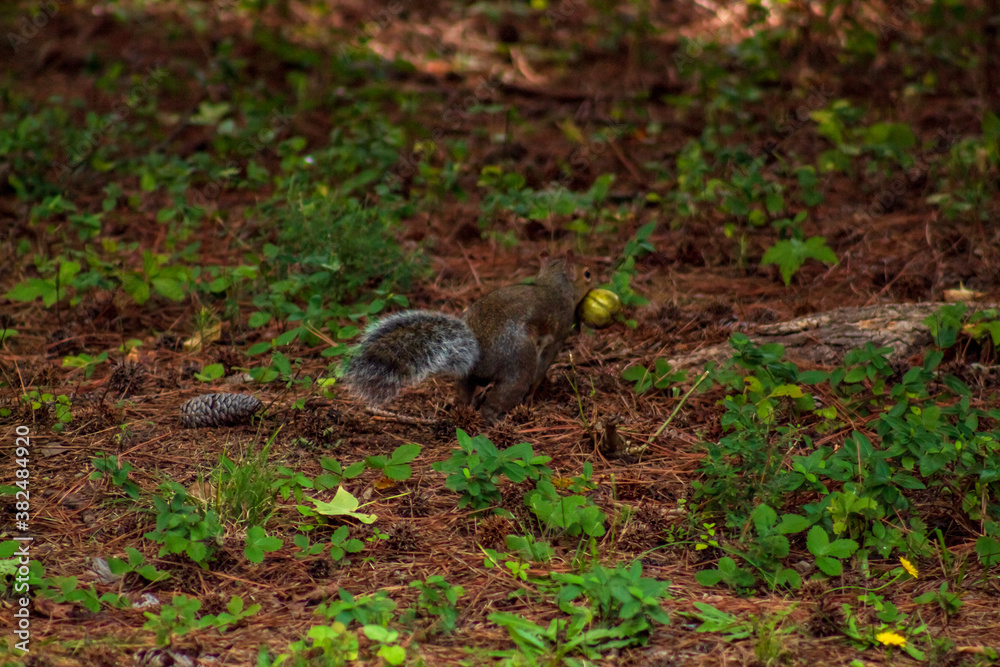 squirrel on the ground squirrel on the ground