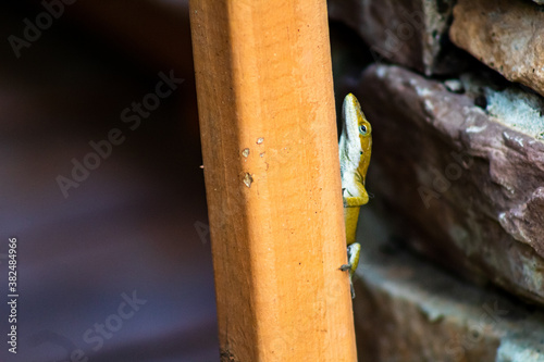 close up of a lizard