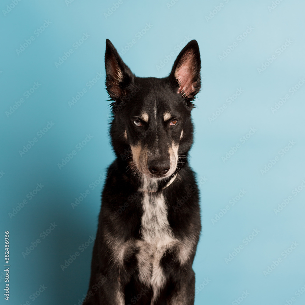 portraits of expressive dog over blue backgound portraits of expressive dog over blue backgound