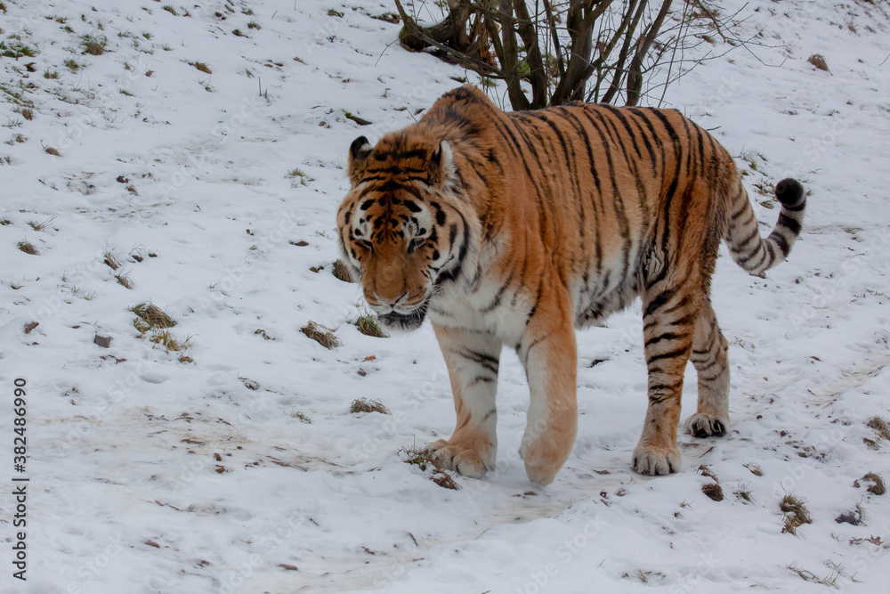 Obraz premium A wild adult tiger walks in the snow in winter