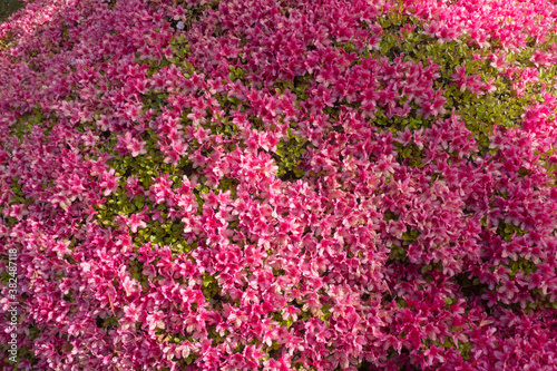 Japanese Azaleas